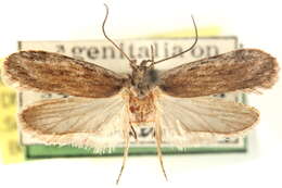 Image of Depressaria cinereocostella Clemens 1863