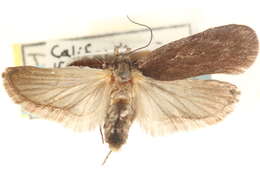 Image of Depressaria constancei Clarke 1947