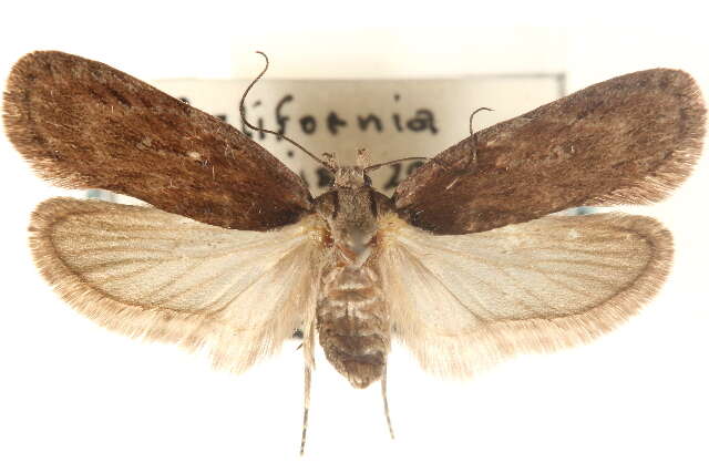 Image of Depressaria constancei Clarke 1947