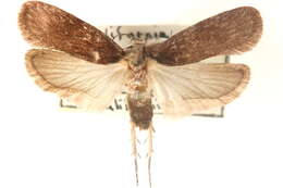 Image of Depressaria constancei Clarke 1947