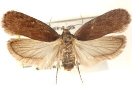 Image of Depressaria constancei Clarke 1947