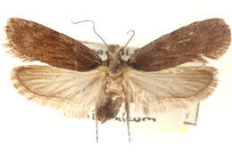 Image of Depressaria constancei Clarke 1947