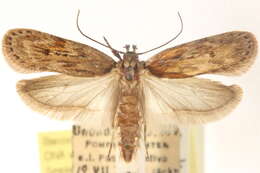 Image of Depressaria heracliana