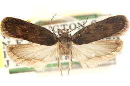 Image of Depressaria multifidae Clarke 1933