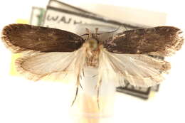 Image of Depressaria togata Walsingham 1889