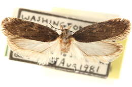 Image of Depressaria togata Walsingham 1889