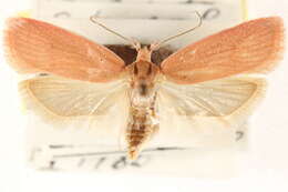 Image of Himmacia huachucella Busck 1908