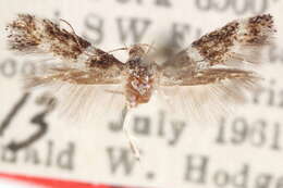 Image of Elachista aerinella