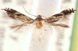 Image of Elachista brachyelytrifoliella