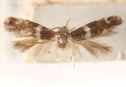 Image of Elachista