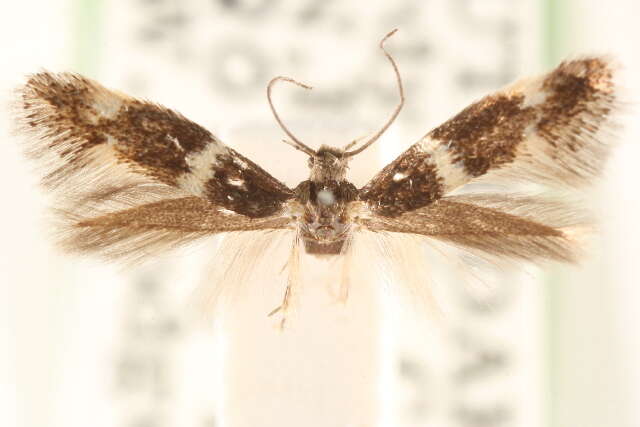 Image of Elachista