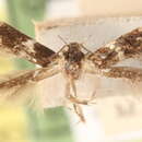 Image of Elachista leucofrons Braun 1920