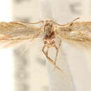 Image of Elachista staintonella Chambers 1878