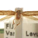Image of Coconut flat moth