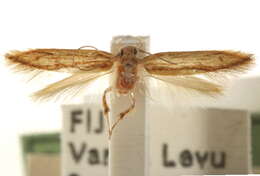 Image of Coconut flat moth