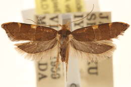 صورة Deuterogonia