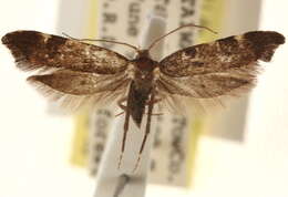 صورة Deuterogonia