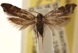 صورة Deuterogonia