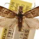 Image of Cheimophila fumida Butler 1879