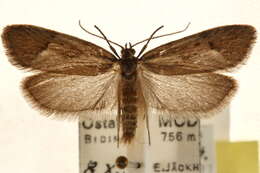 Diurnea phryganella Hübner 1801的图像