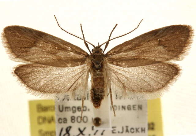 Diurnea phryganella Hübner 1801的图像