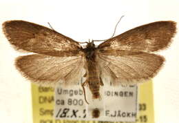 Diurnea phryganella Hübner 1801的图像