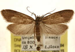 Diurnea phryganella Hübner 1801的图像