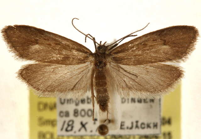 Diurnea phryganella Hübner 1801的图像