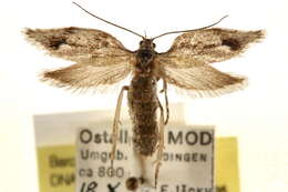 Diurnea phryganella Hübner 1801的图像