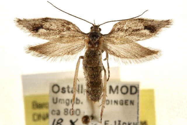 Diurnea phryganella Hübner 1801的图像