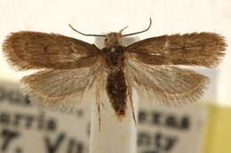 Image of Inga obscuromaculella Chambers 1878