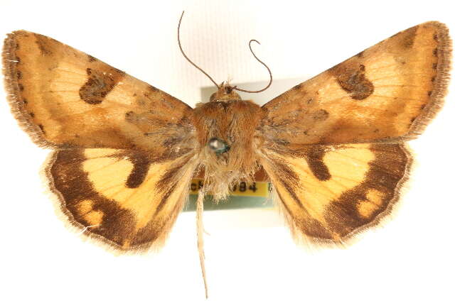 Image of <i>Heliothis australis</i>