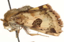 Image of <i>Heliothis australis</i>