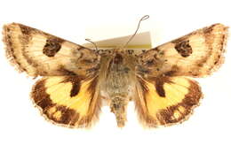 Image of <i>Heliothis australis</i>