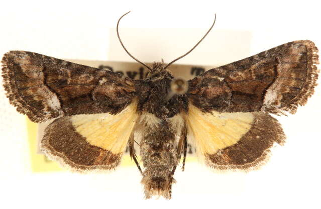 Image of Pseudanarta actura Smith 1908