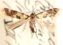 Image of <i>Decantha tistra</i>