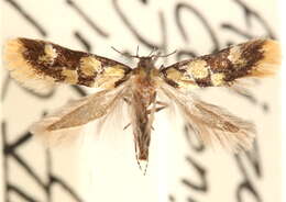 Image of <i>Decantha tistra</i>