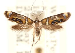 Image of Fabiola shaleriella