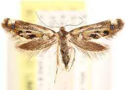 Image of Fabiola shaleriella