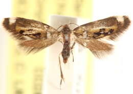 Image of Fabiola shaleriella