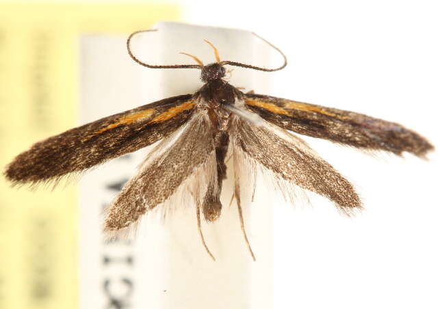 Image of concealer moths