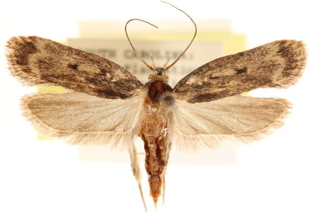 Image of Martyringa ravicapitis Hodges 1960