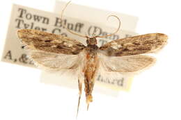 Image of Martyringa ravicapitis Hodges 1960