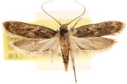 Image of Martyringa ravicapitis Hodges 1960