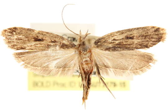 Image of Moth