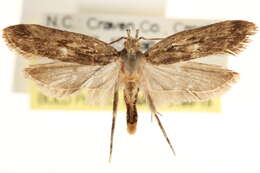 Image of Moth