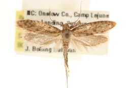 Image of Moth