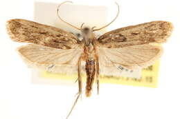 Image of Moth