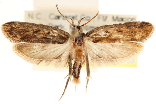 Image of Moth