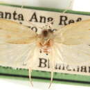 Image of Durrantia amabilis Walsingham 1912